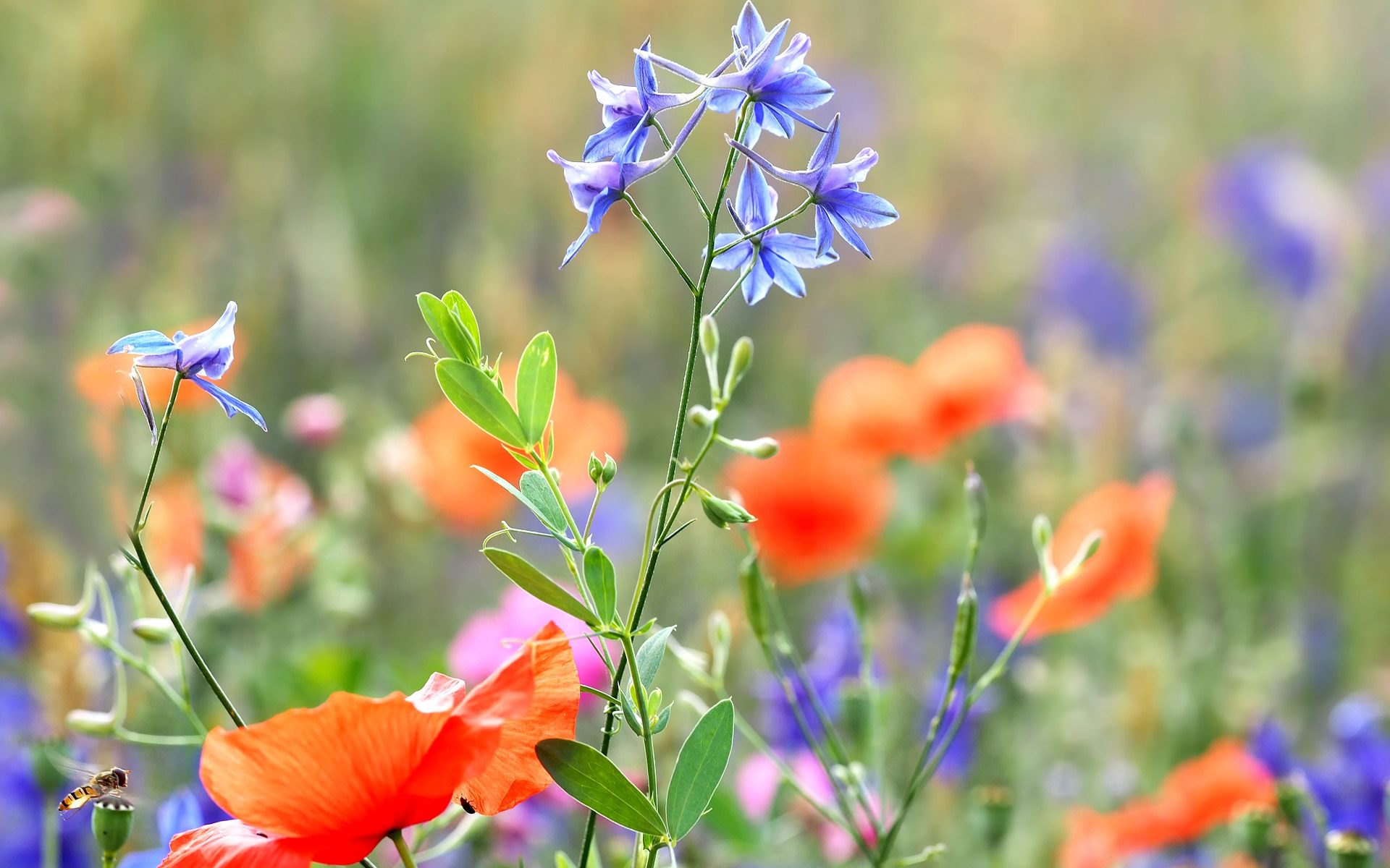 fleurs pluie pousser grandir fleurir